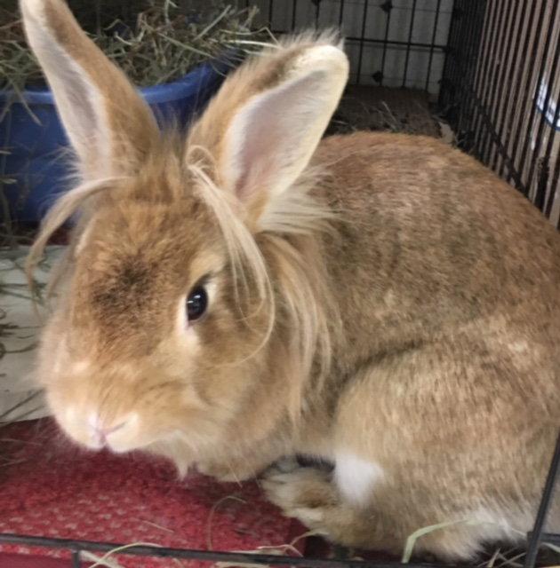 Ginger, Adoptable, Senior Female Lionhead.