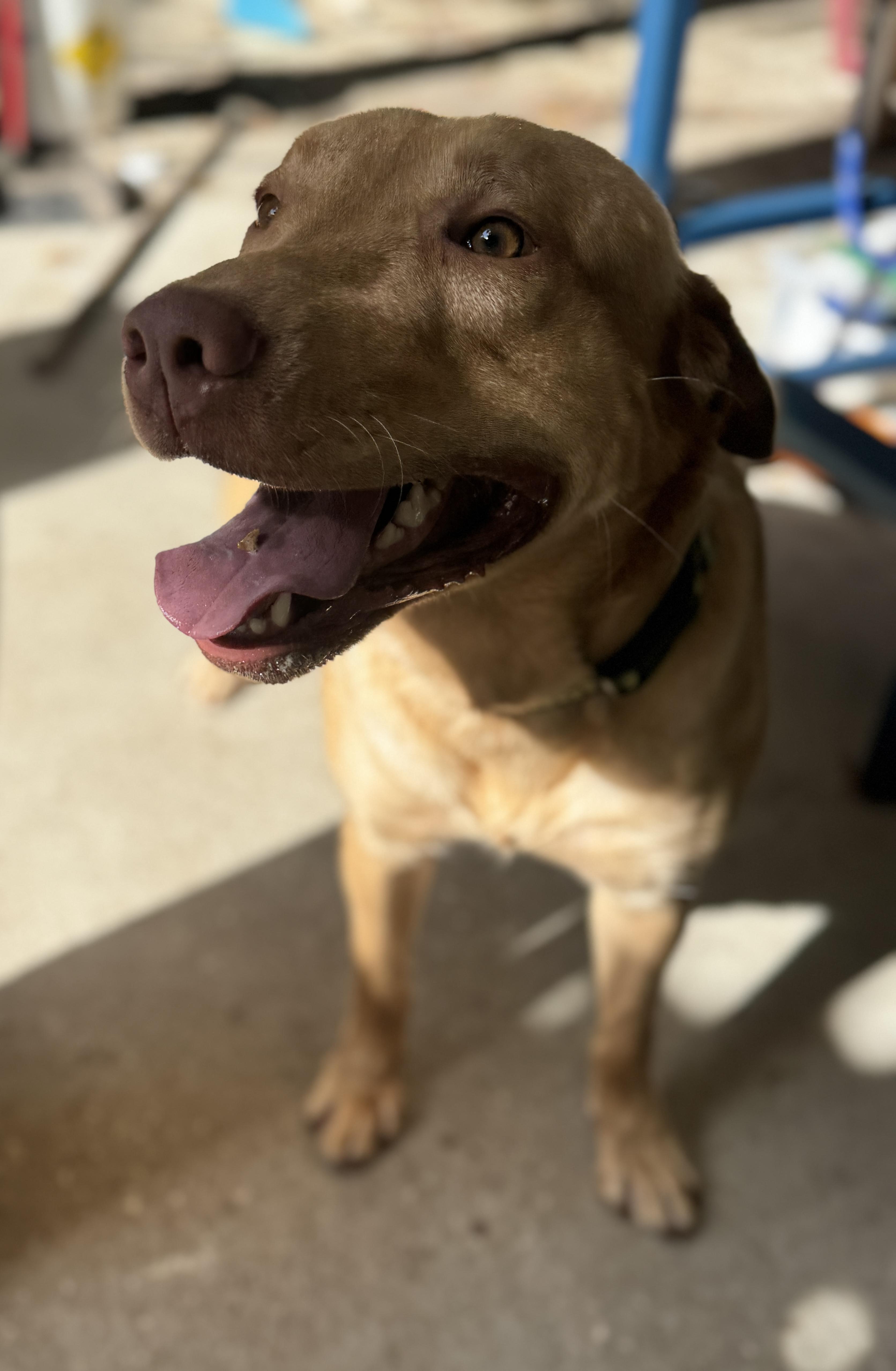 Enlarge Lucas (neglected), a ADOPTABLE mixed breed in Navarre, FL image 1/4