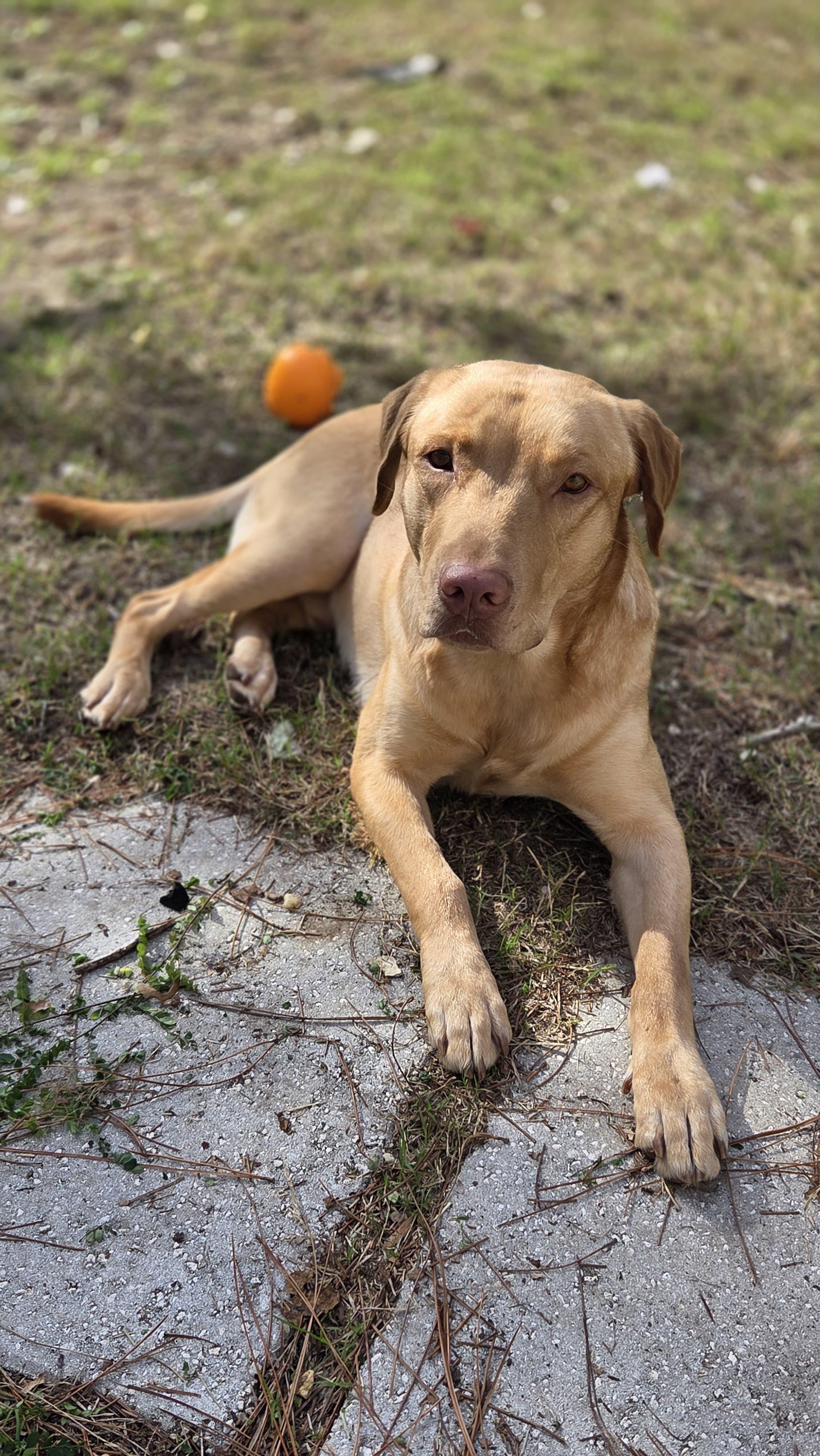 Enlarge Lucas (neglected), an adopted mixed breed in Navarre, FL image 5/6