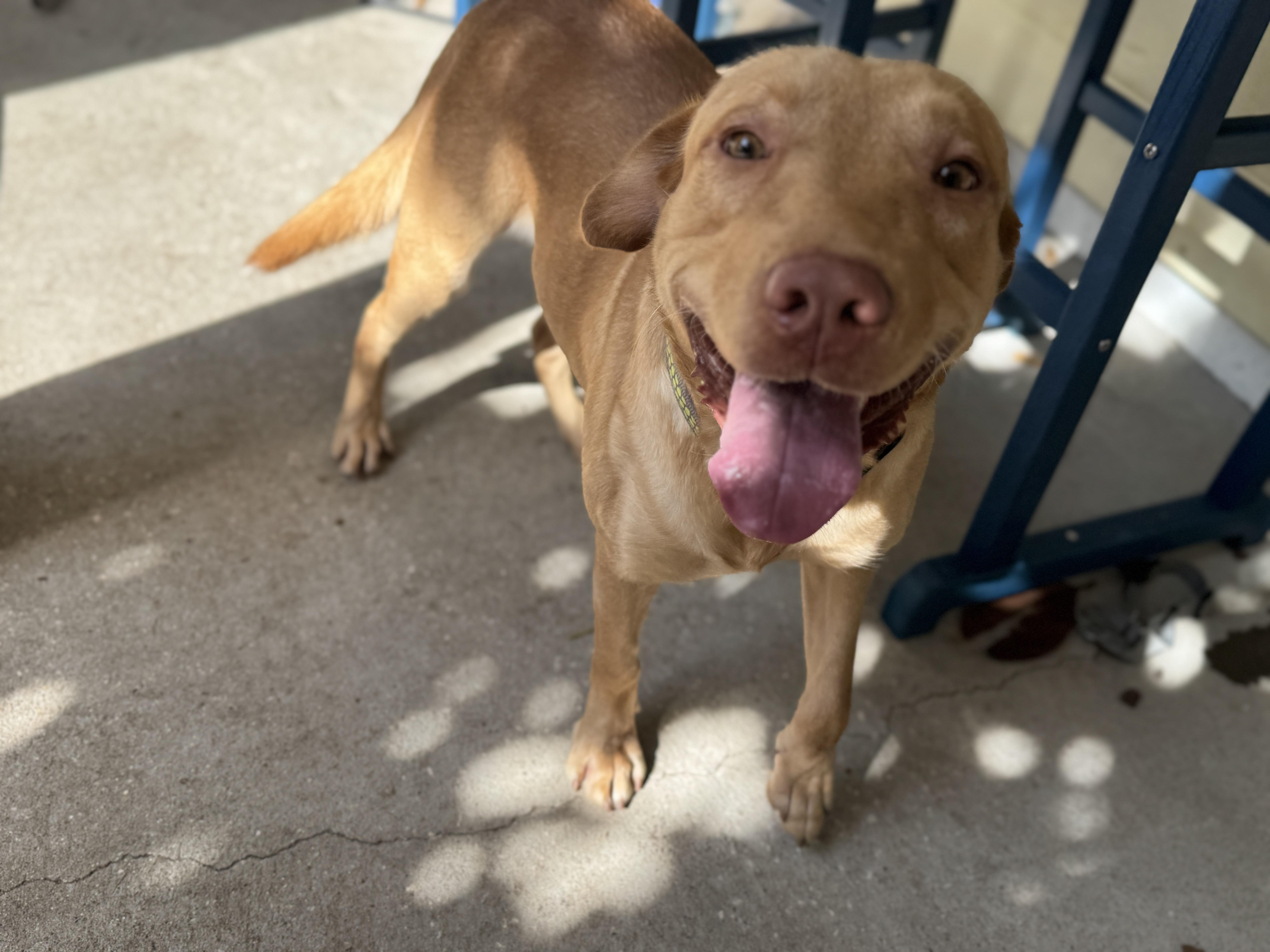 Enlarge Lucas (neglected), a ADOPTABLE mixed breed in Navarre, FL image 3/4