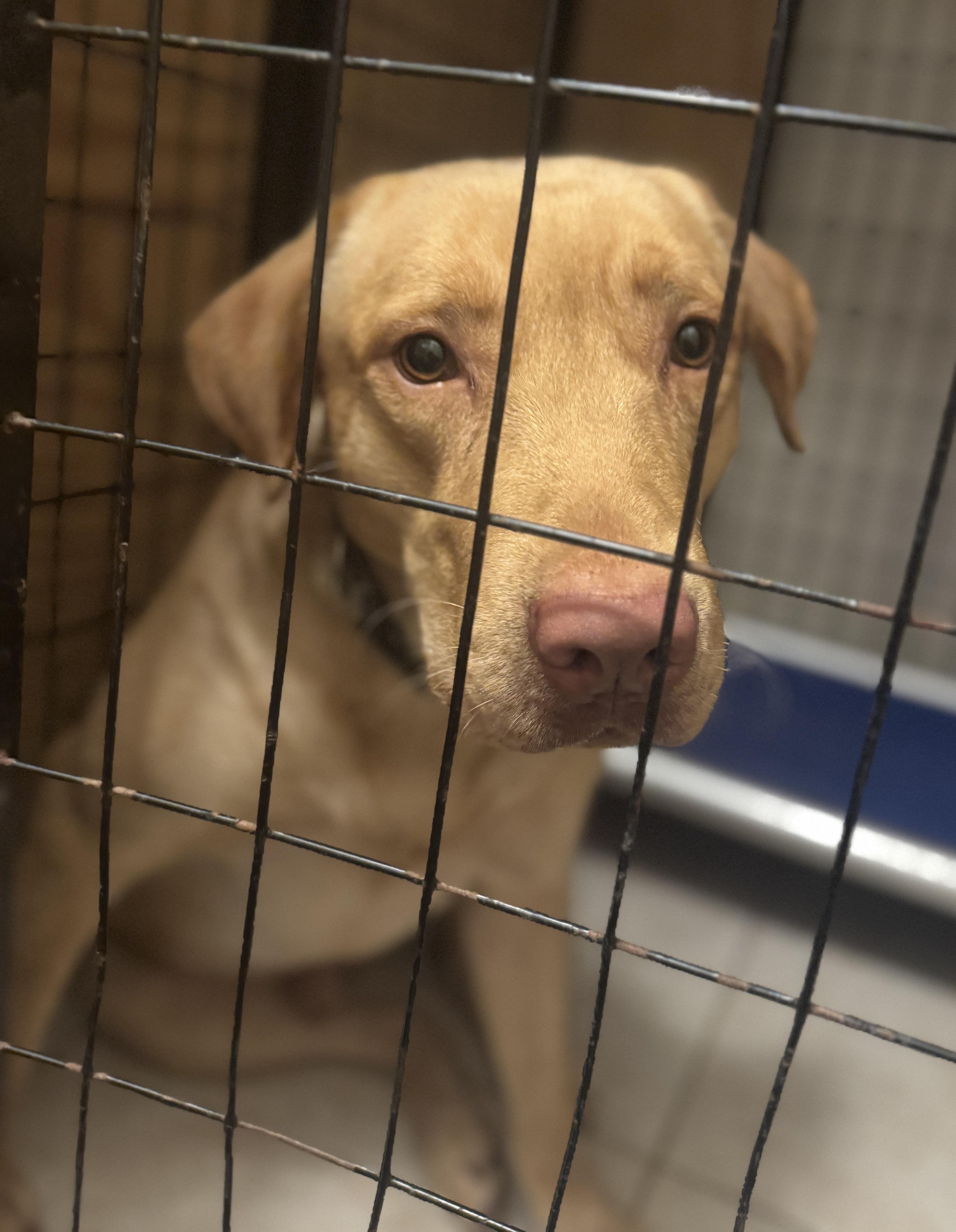 Enlarge Lucas (neglected), a ADOPTABLE mixed breed in Navarre, FL image 4/4