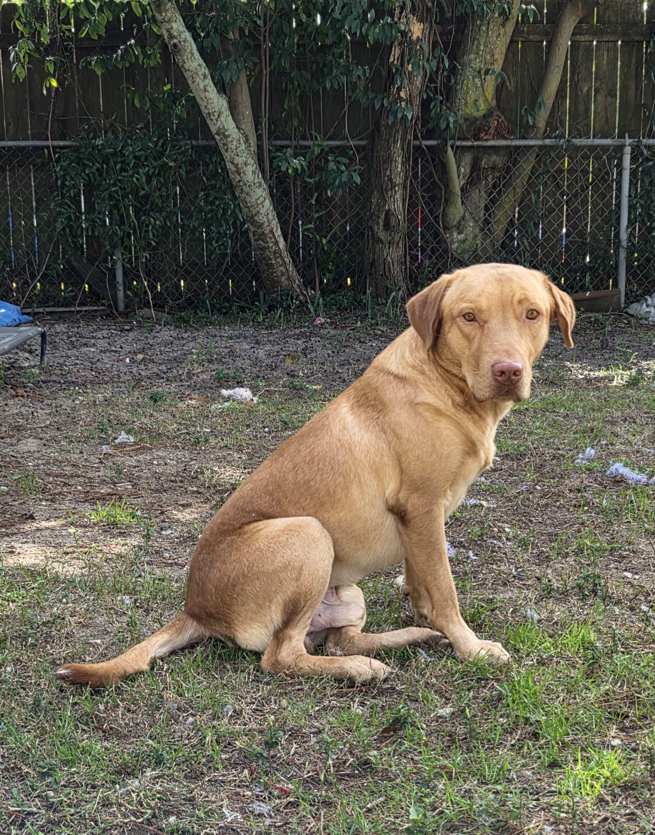 Lucas (neglected), ADOPTABLE, Young Male Labrador Retriever & Vizsla.