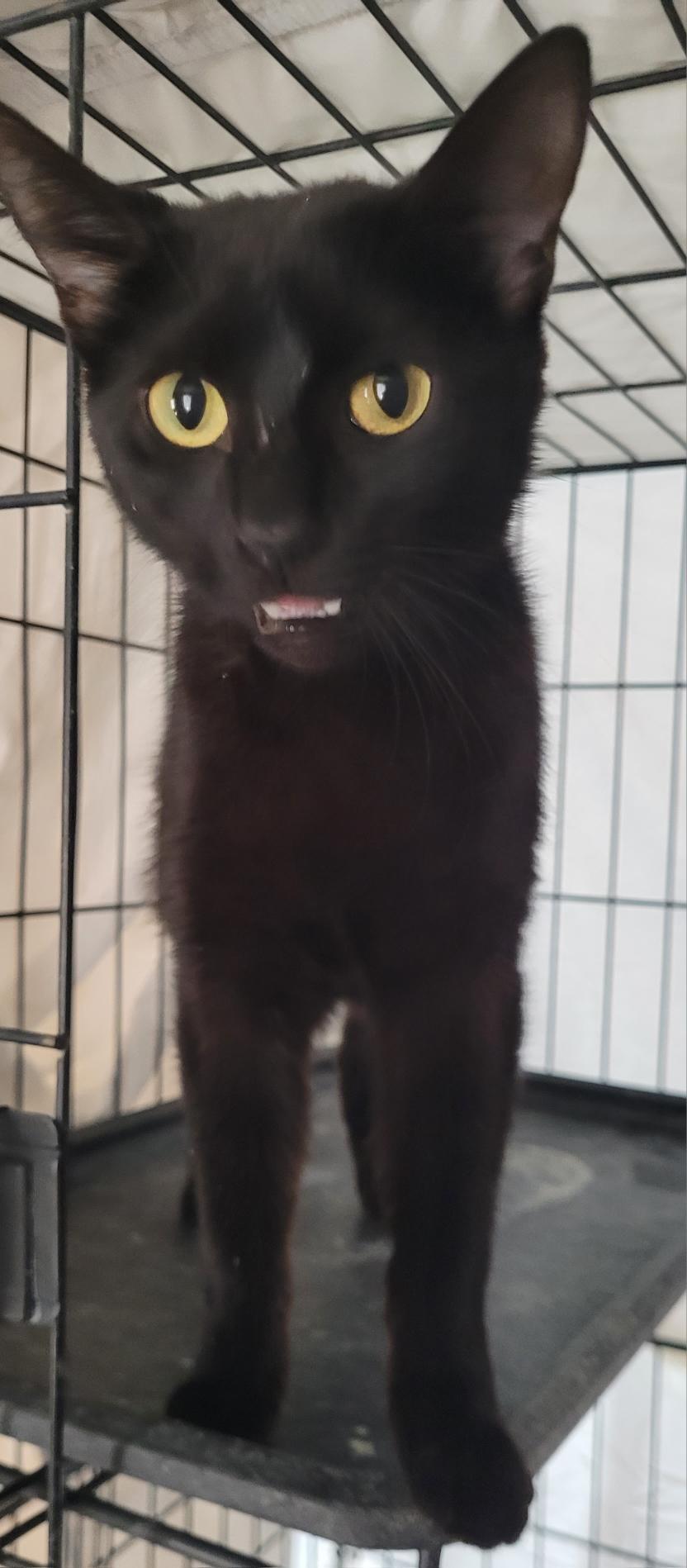 Elvira, Young Female Bombay