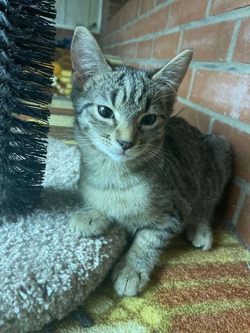 Olive, a Adoptable Domestic Short Hair in Marion, NC image 3/4