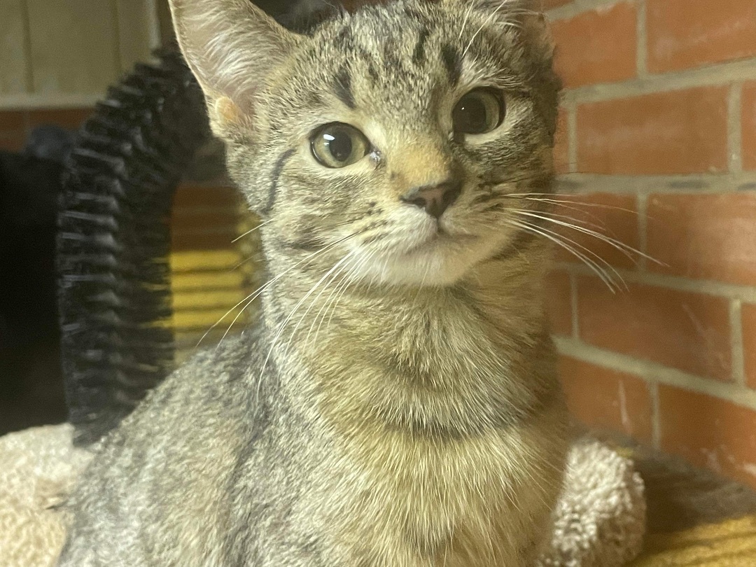 Olive, a Adoptable Domestic Short Hair in Marion, NC image 4/4