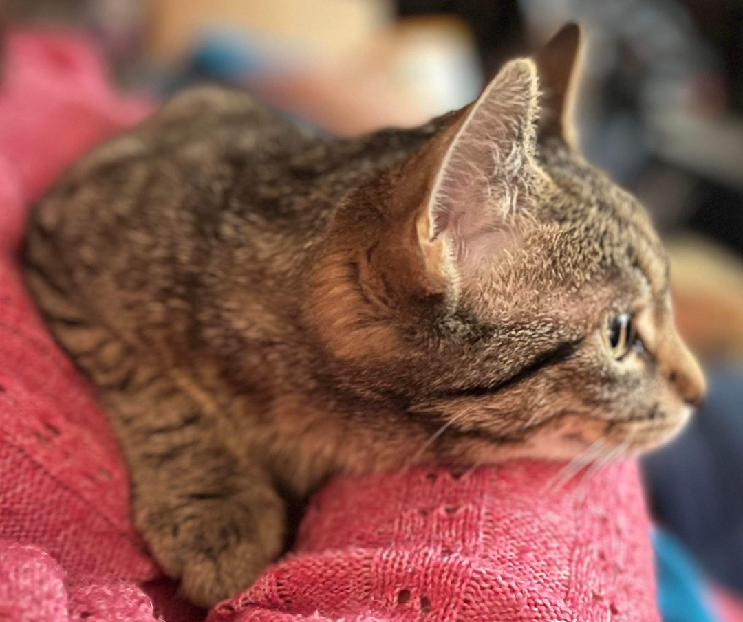 Olive, a Adoptable Domestic Short Hair in Marion, NC image 2/4