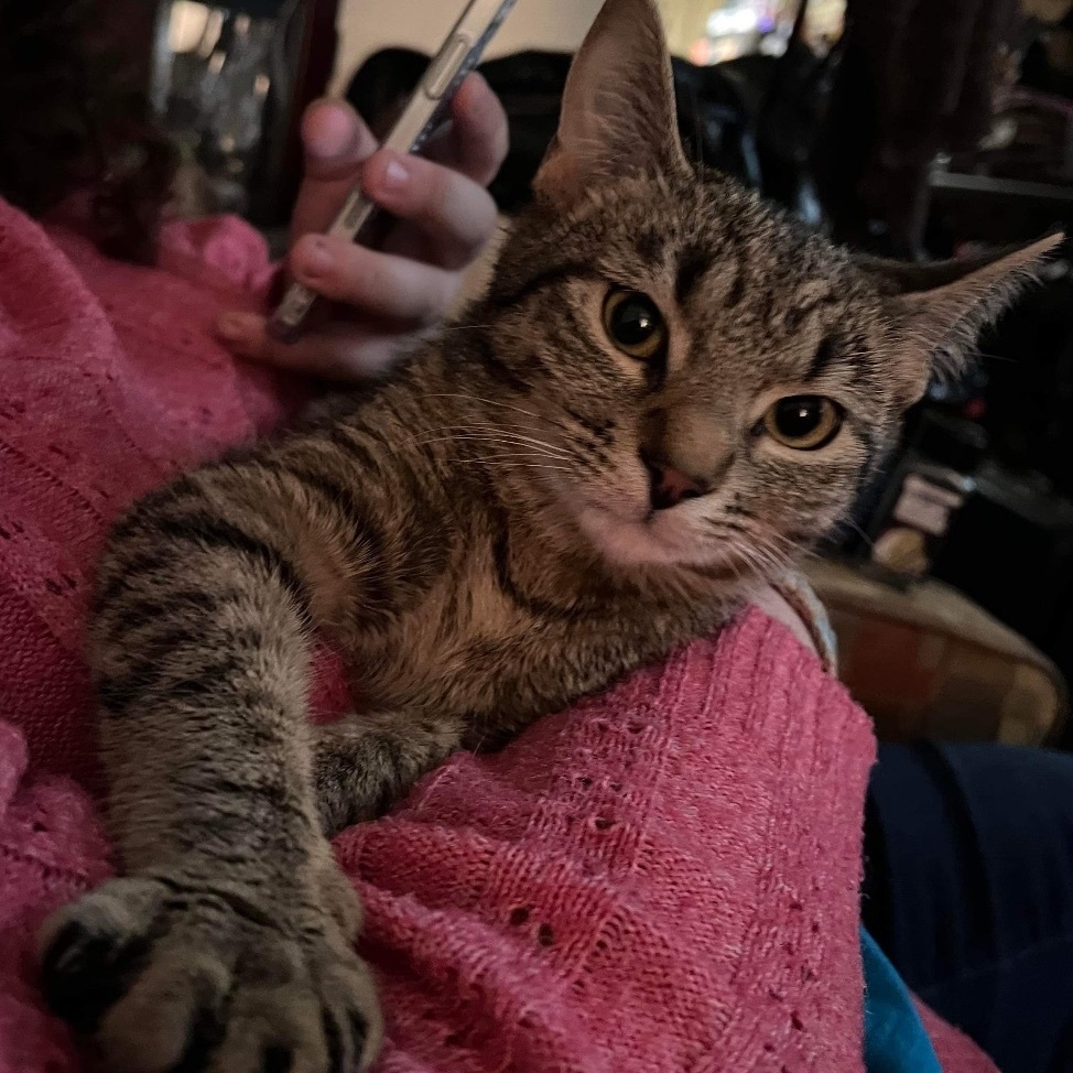 Olive, Adoptable, Young Female Domestic Short Hair.