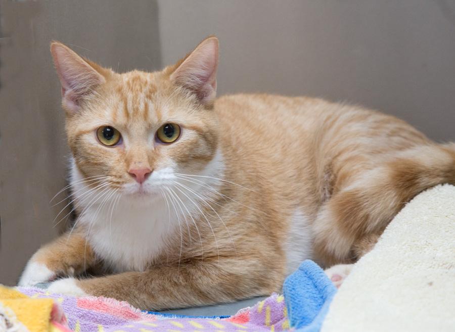 Rusty, ADOPTABLE, Young Male Domestic Short Hair.