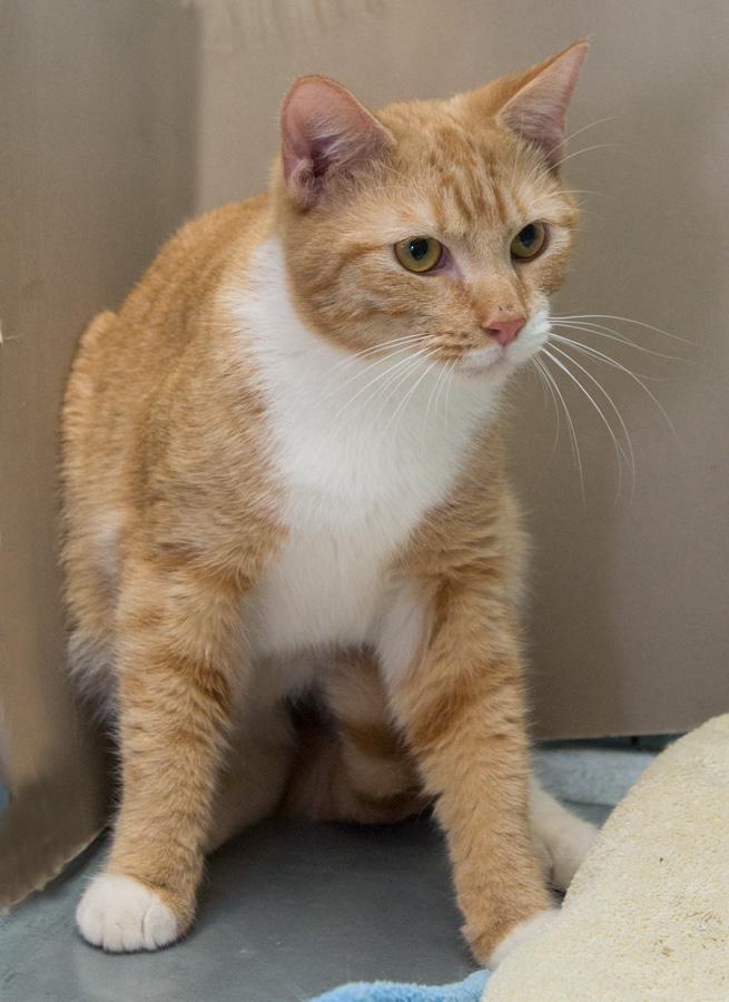 Rusty, a ADOPTABLE Domestic Short Hair in Paramus, NJ image 2/3