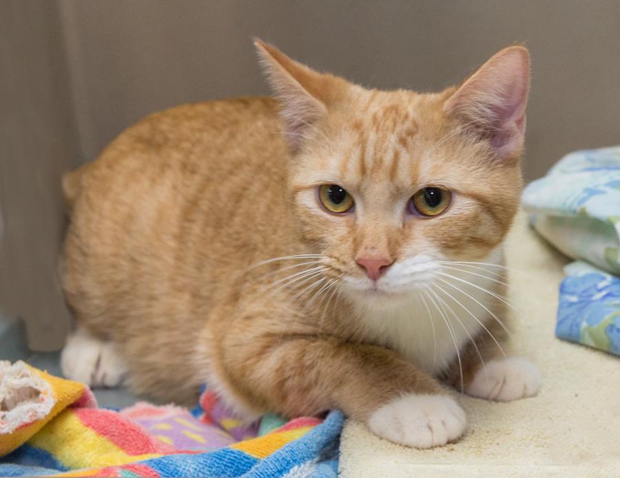 Rusty, a ADOPTABLE Domestic Short Hair in Paramus, NJ image 3/3
