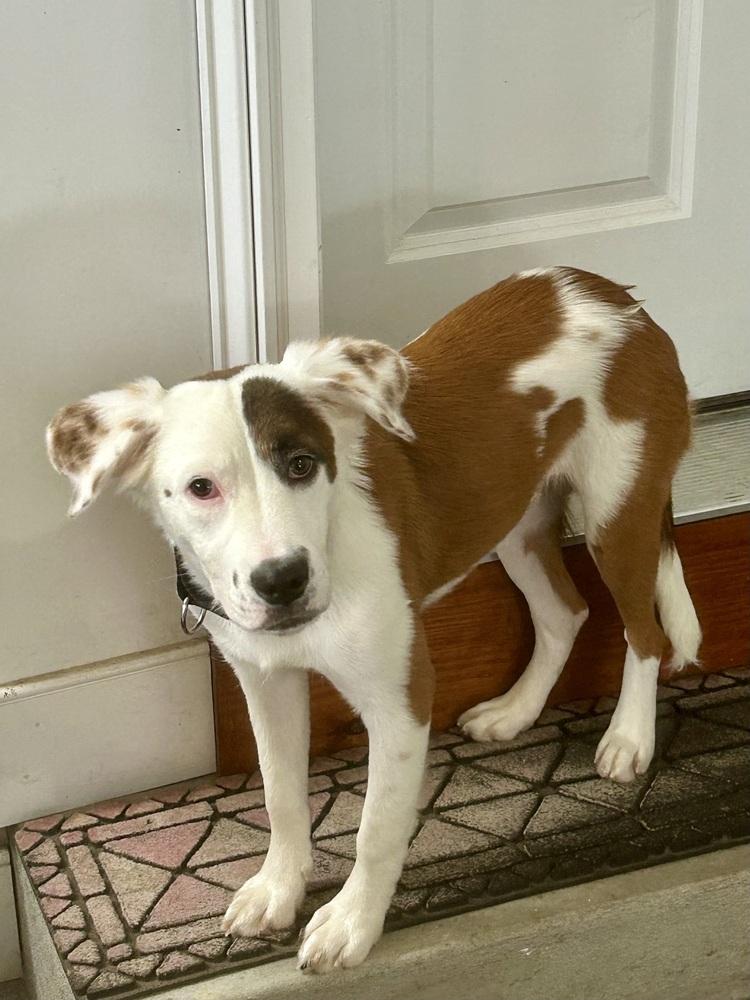 Silky, Adopted, Puppy Female Spaniel.