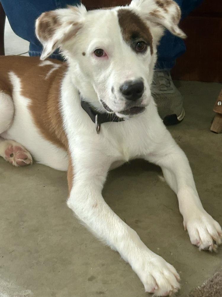 Enlarge Silky, a Adopted mixed breed in Pottstown, PA image 2/6