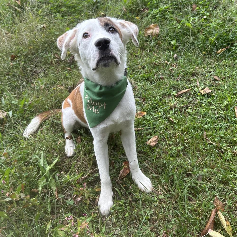 Enlarge Silky, a Adopted mixed breed in Pottstown, PA image 4/6