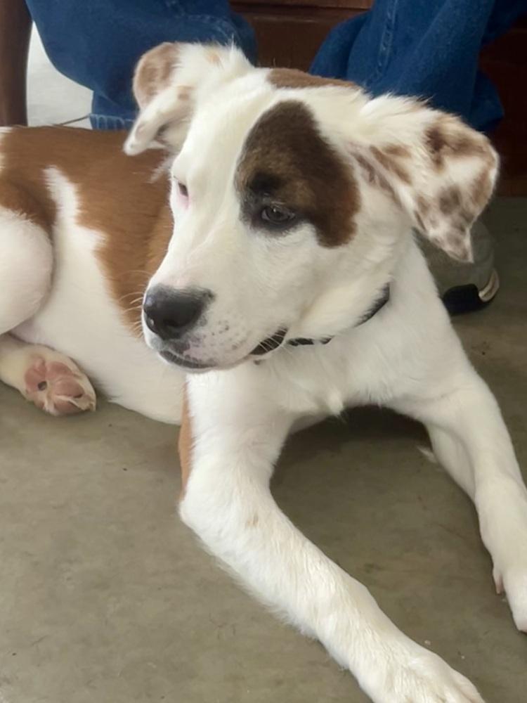Enlarge Silky, a Adopted mixed breed in Pottstown, PA image 5/6