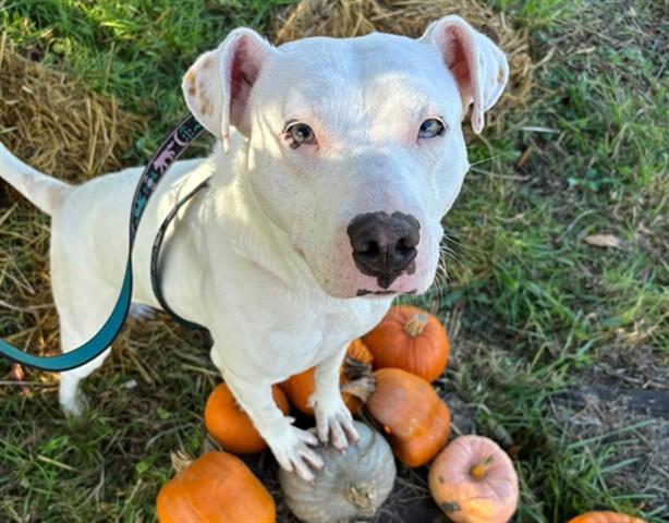PHOEBE, Adoptable, Adult Female Pit Bull Terrier & Mixed Breed.