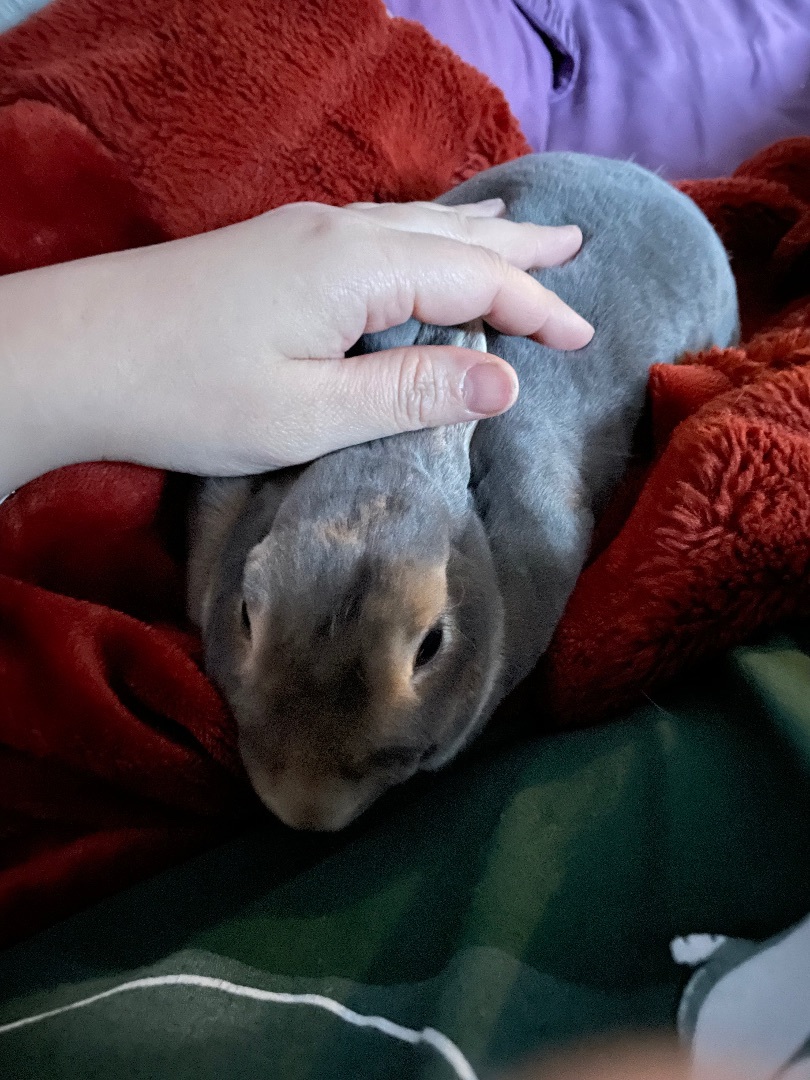 Buttons, Adopted, Adult Male Mini Rex.