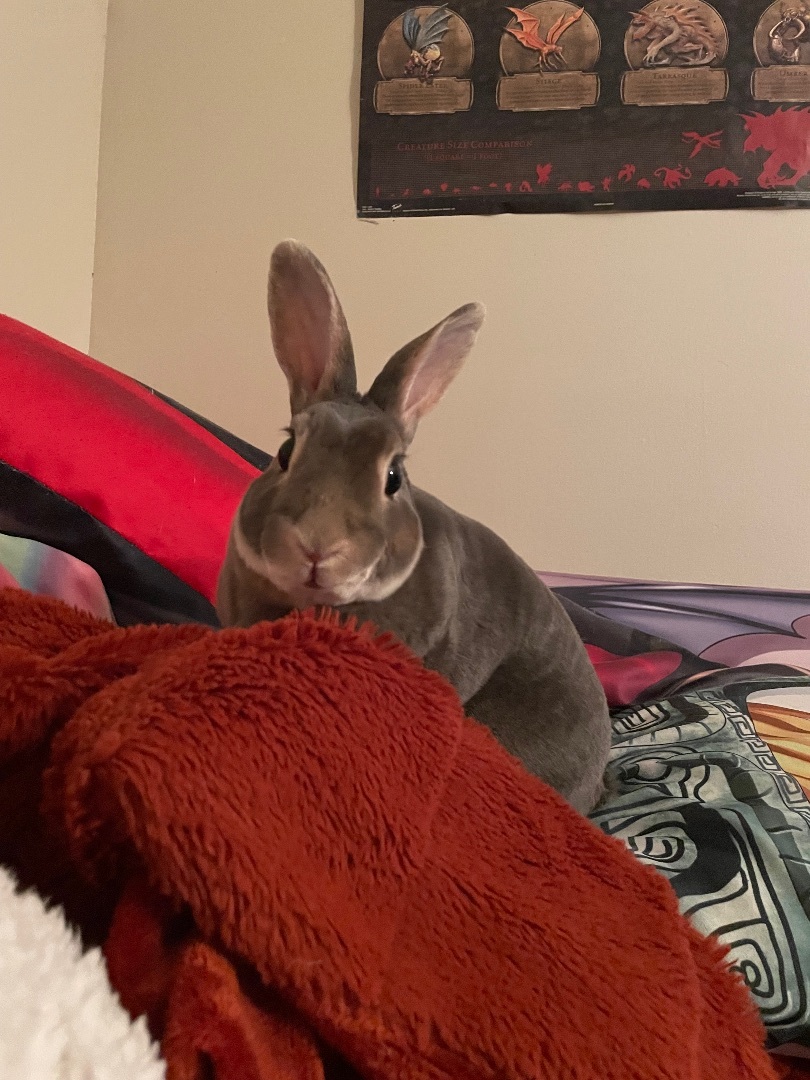 Buttons, a Adopted Mini Rex in Ottawa, ON image 2/10
