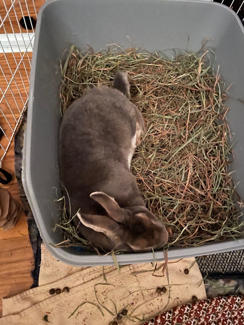 Buttons, a Adopted Mini Rex in Ottawa, ON image 3/10