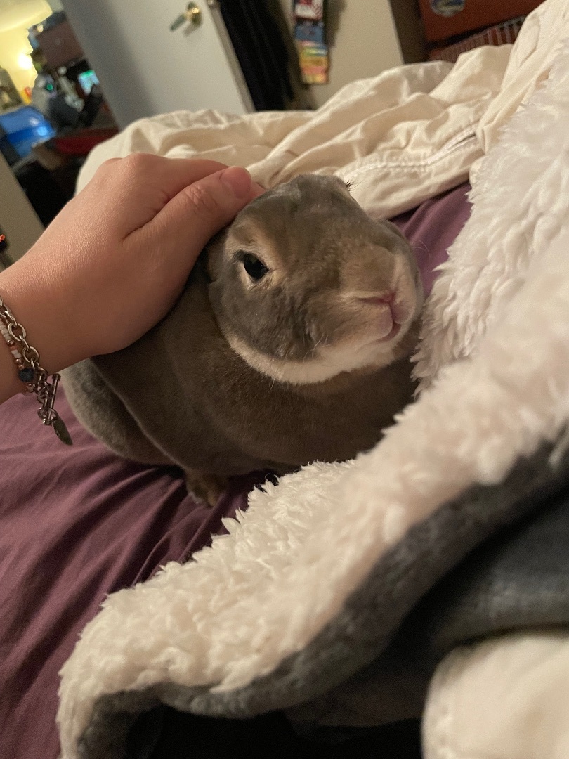 Buttons, a Adopted Mini Rex in Ottawa, ON image 4/10