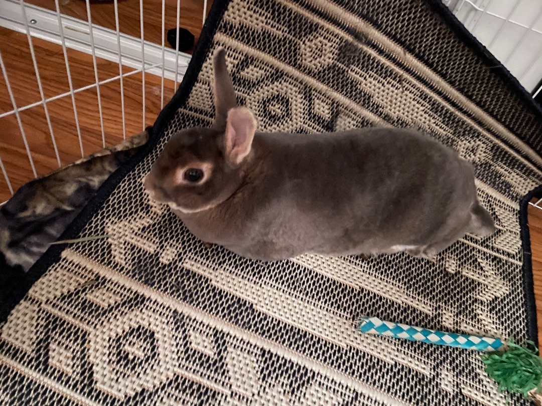 Buttons, a Adopted Mini Rex in Ottawa, ON image 5/10