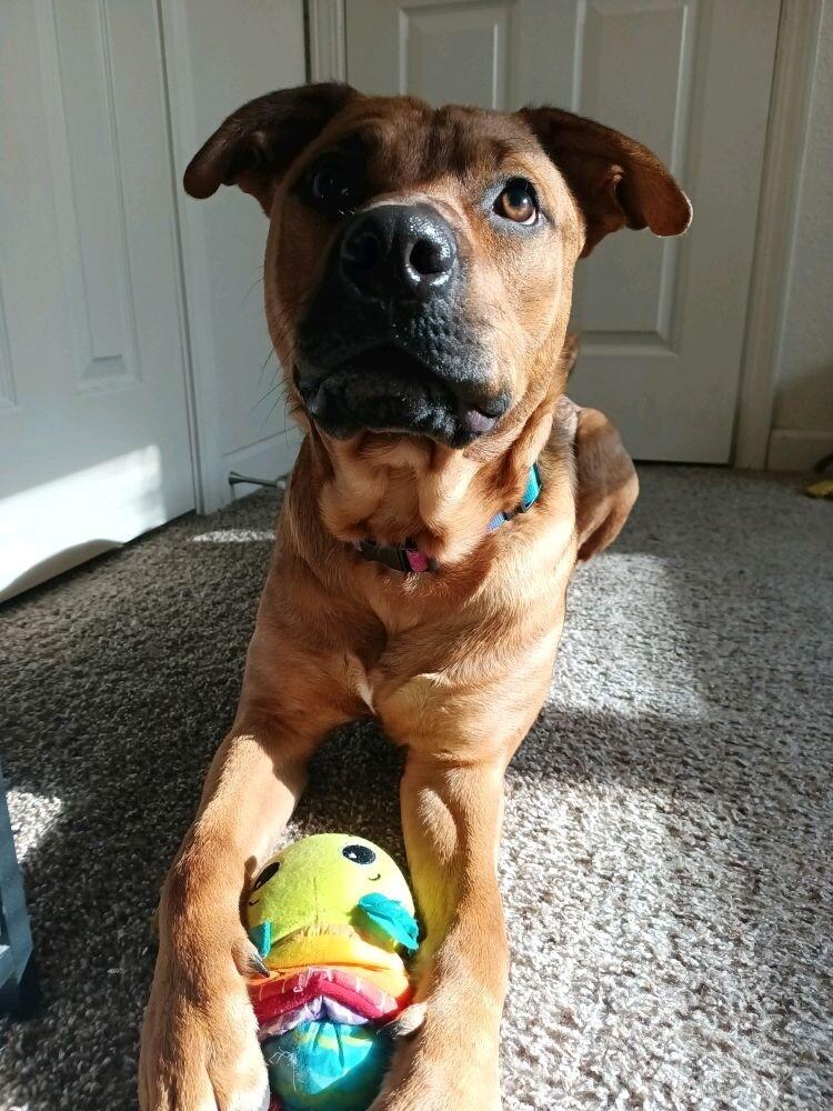 TEDDY TWILIGHT, Adoptable, Adult Male Black Mouth Cur & German Shepherd Dog.