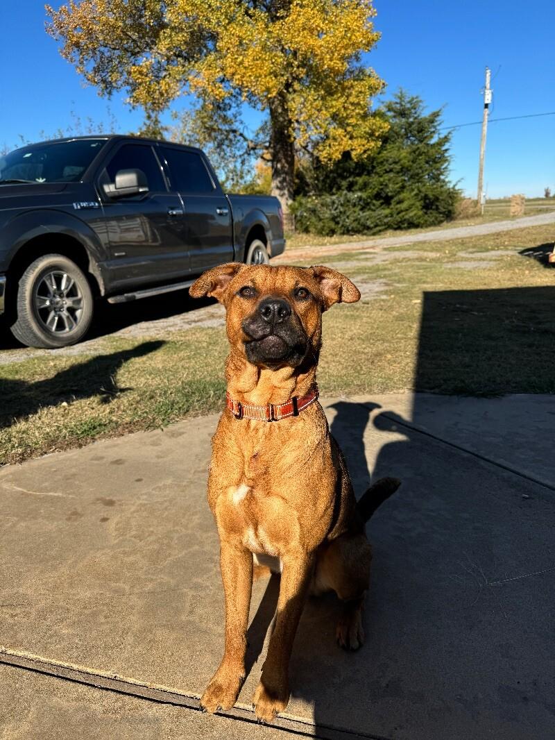 TEDDY TWILIGHT, a Adoptable mixed breed in lawton, OK image 2/6