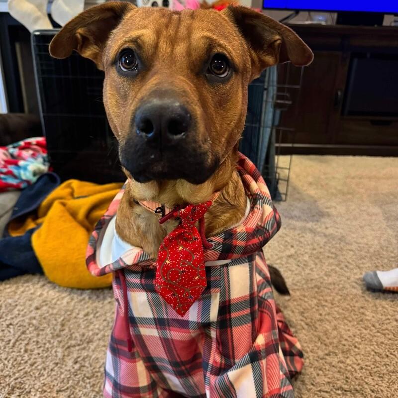 Enlarge TEDDY TWILIGHT, a Adoptable mixed breed in lawton, OK image 2/6