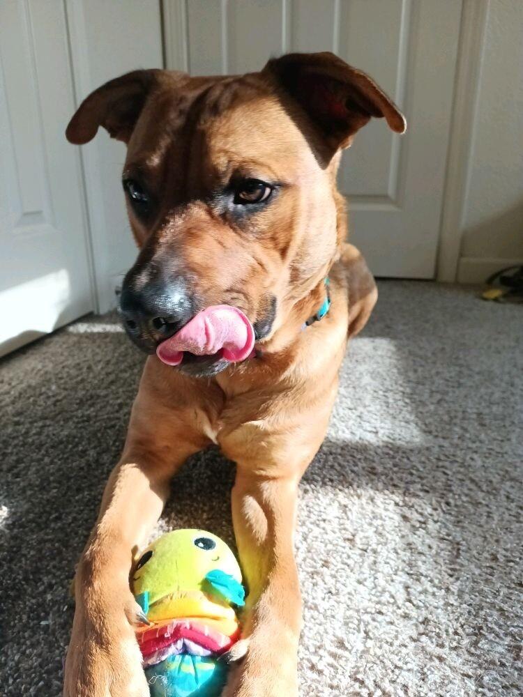 Enlarge TEDDY TWILIGHT, a Adoptable mixed breed in lawton, OK image 3/6