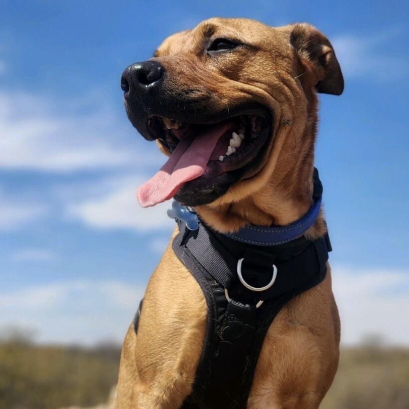 Enlarge TEDDY TWILIGHT, a Adoptable mixed breed in lawton, OK image 3/6