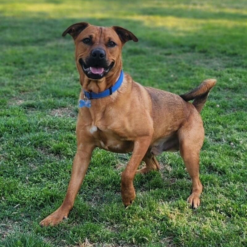 Enlarge TEDDY TWILIGHT, a Adoptable mixed breed in lawton, OK image 4/6