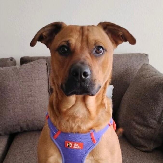 Enlarge TEDDY TWILIGHT, a Adoptable mixed breed in lawton, OK image 4/6