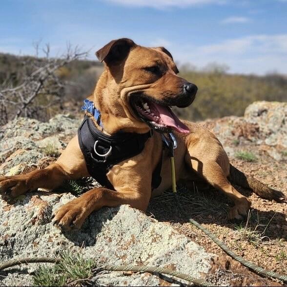 Enlarge TEDDY TWILIGHT, a Adoptable mixed breed in lawton, OK image 5/6