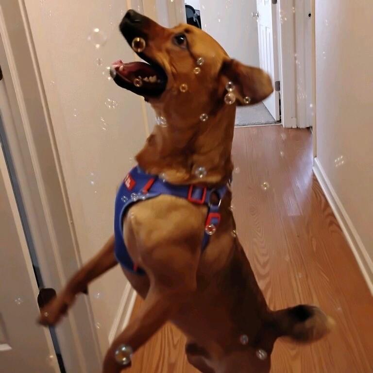 Enlarge TEDDY TWILIGHT, a Adoptable mixed breed in lawton, OK image 6/6