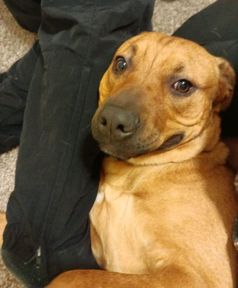 Enlarge TEDDY TWILIGHT, a Adoptable mixed breed in lawton, OK image 6/6