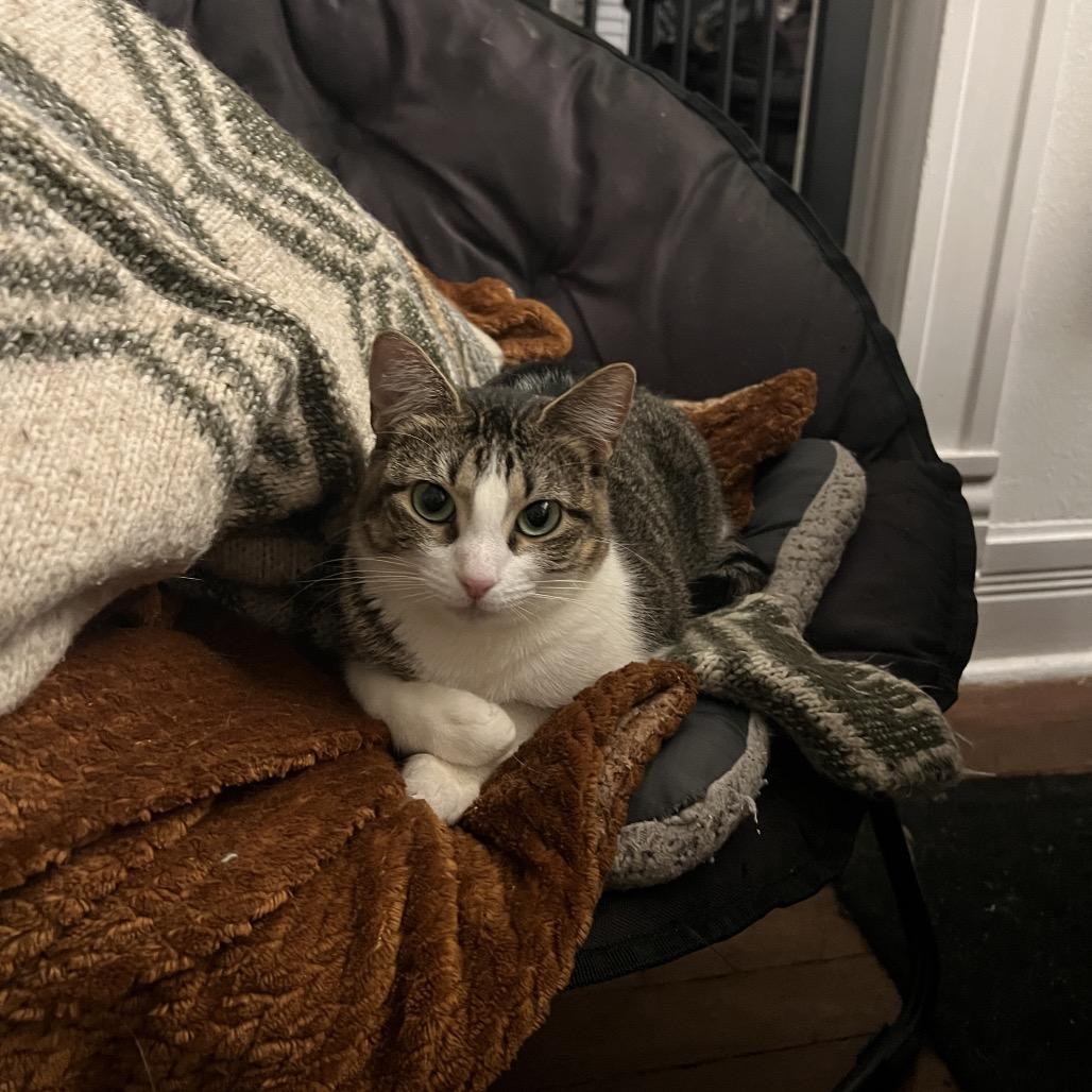 ROBIN, Adoptable, Adult Female Domestic Short Hair.