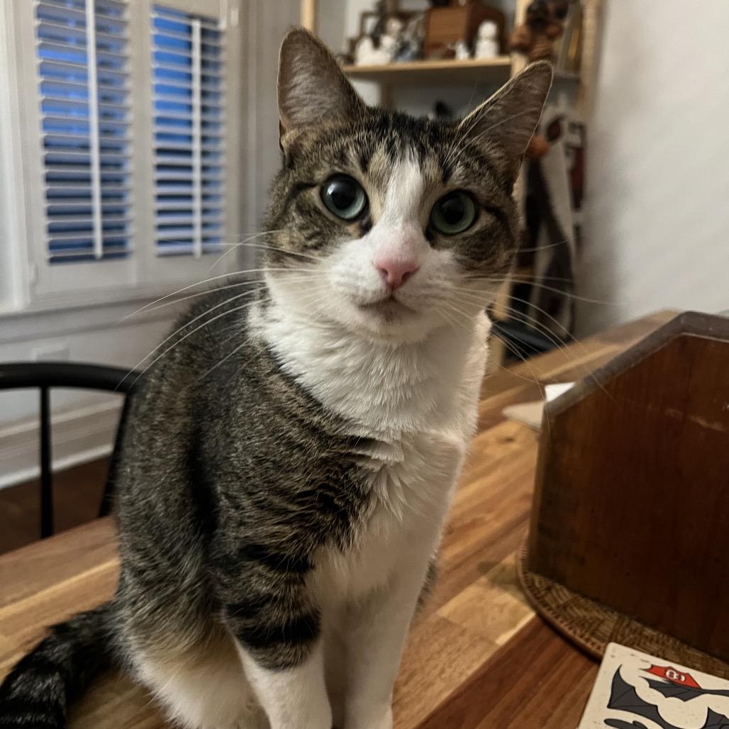 Enlarge ROBIN, a Adoptable Domestic Short Hair in San Antonio, TX image 2/6