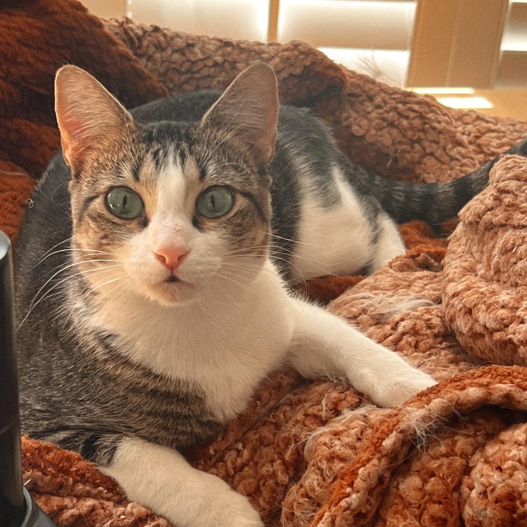 ROBIN, Adoptable, Adult Female Domestic Short Hair.