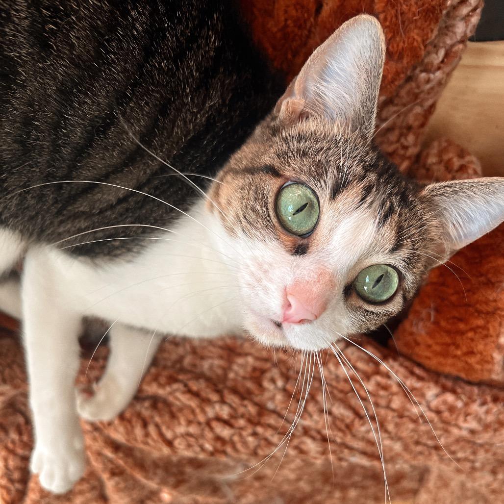 Enlarge ROBIN, a Adoptable Domestic Short Hair in San Antonio, TX image 3/4