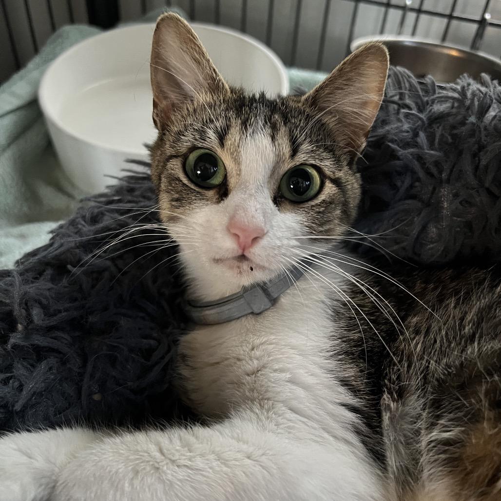 Enlarge ROBIN, a Adoptable Domestic Short Hair in San Antonio, TX image 4/4