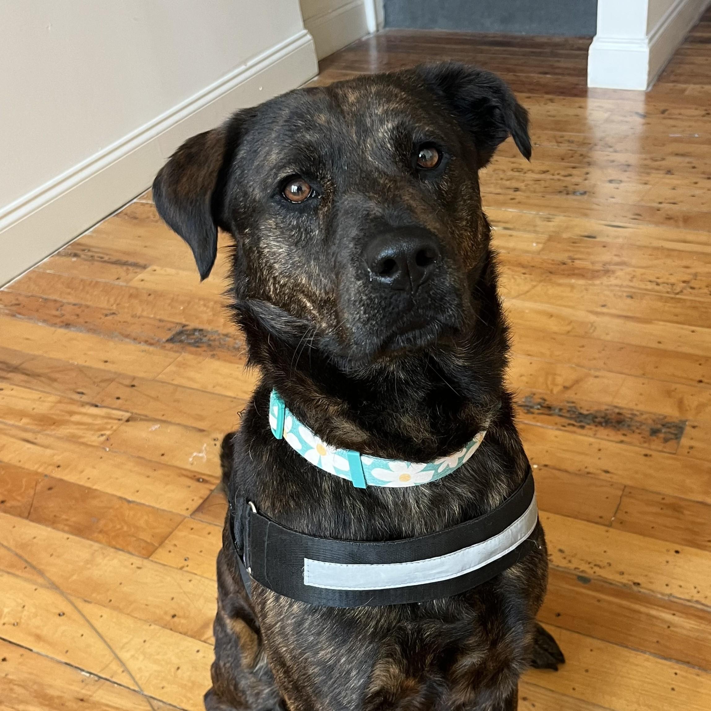 Orange Blossom — thumbnail 2