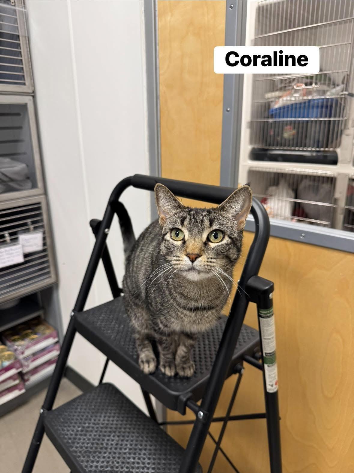 Coraline, a Adoptable Domestic Short Hair in Staten Island, NY image 2/6
