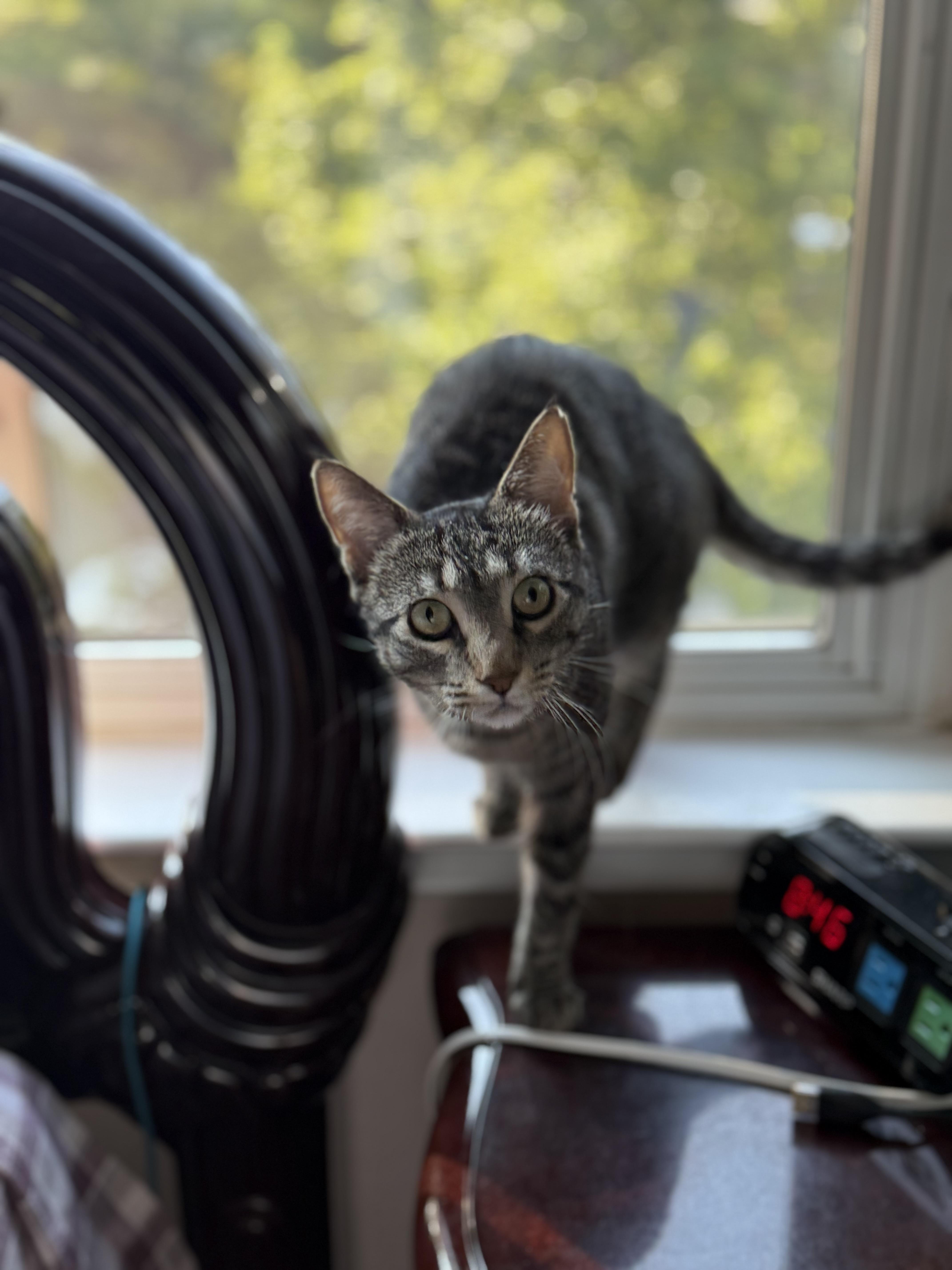 Coraline, a Adoptable Domestic Short Hair in Staten Island, NY image 3/6