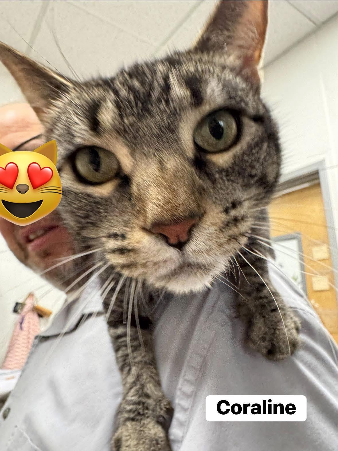 Coraline, a Adoptable Domestic Short Hair in Staten Island, NY image 4/6