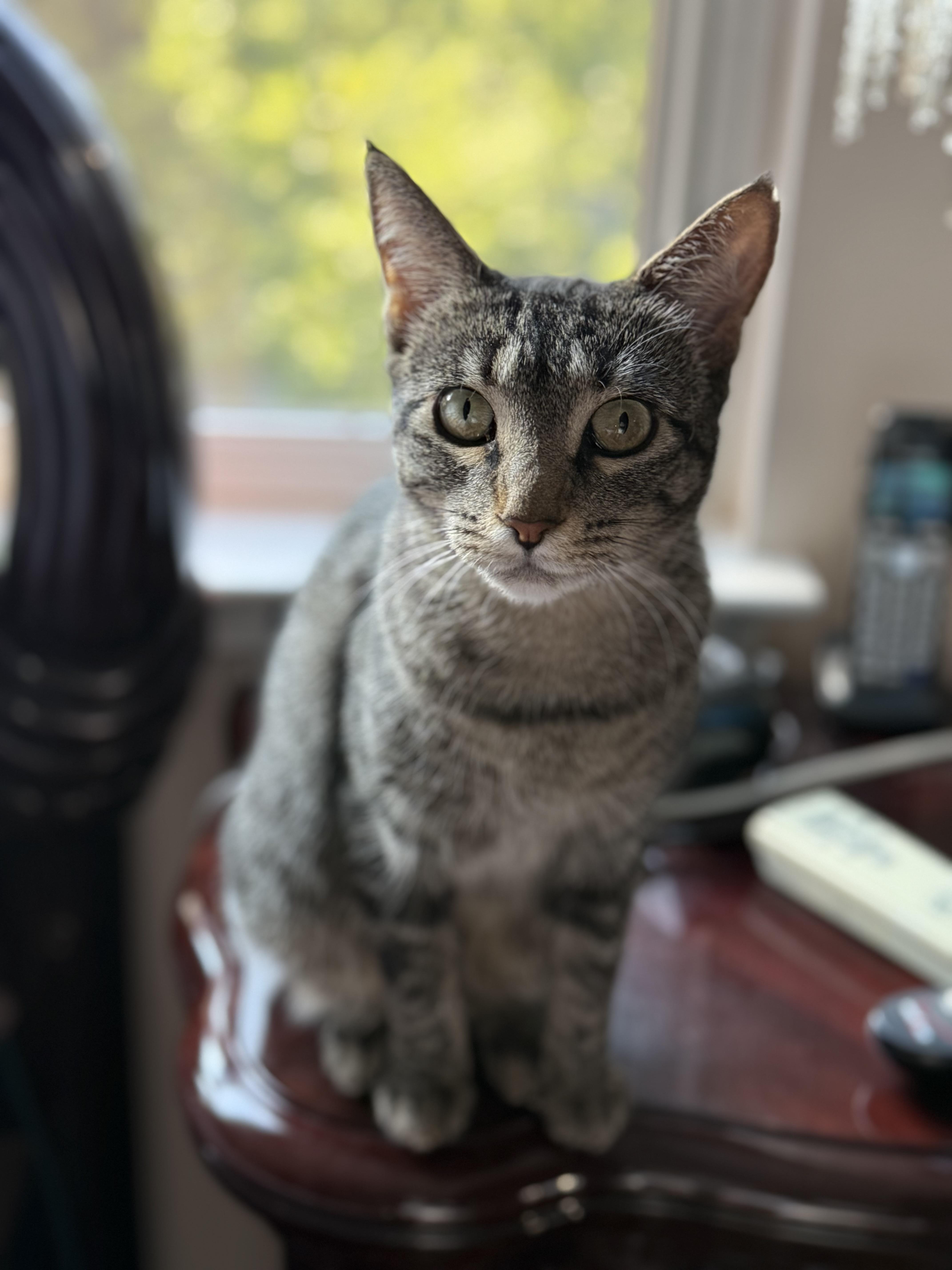 Coraline, a Adoptable Domestic Short Hair in Staten Island, NY image 5/6