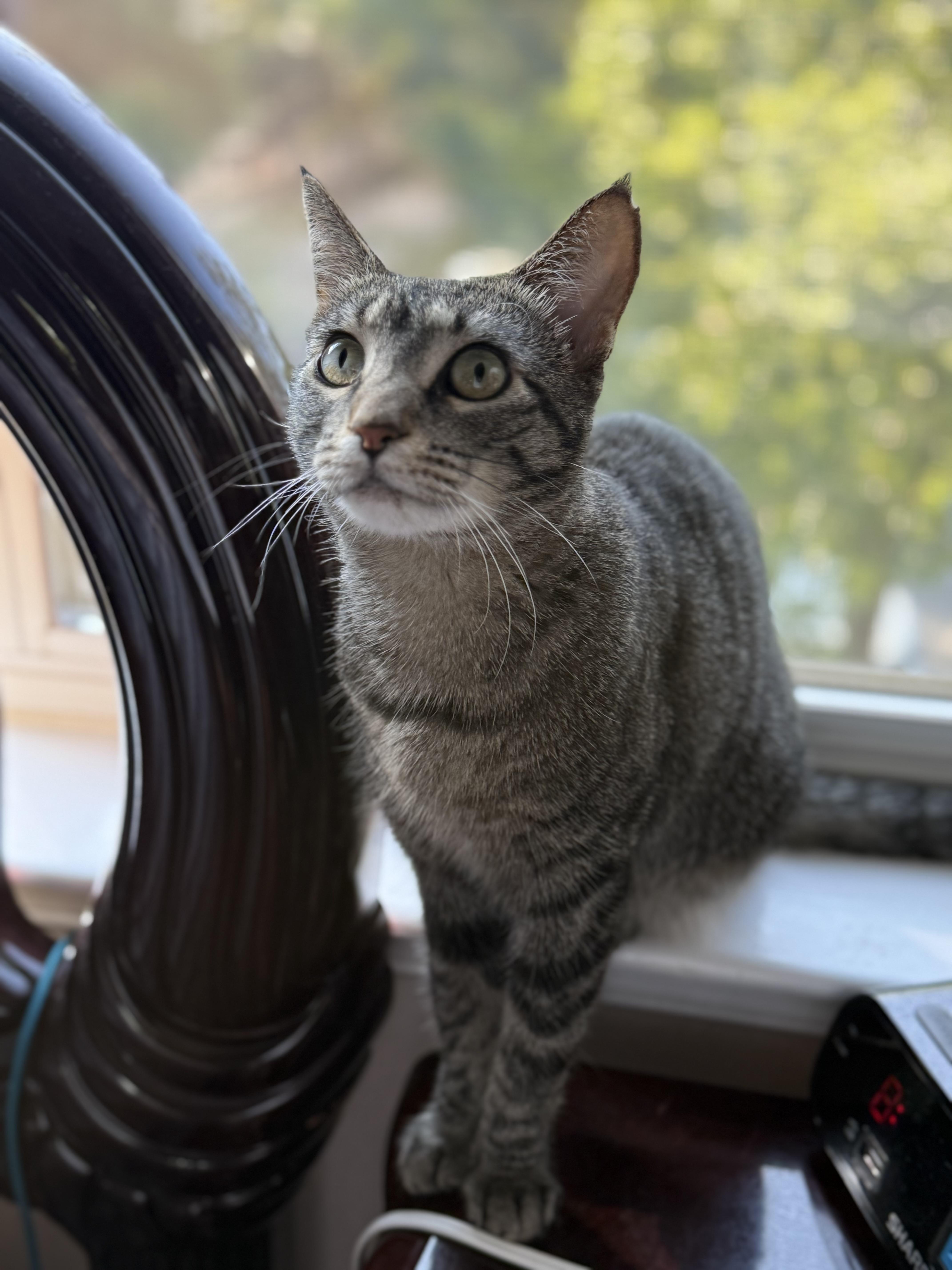 Coraline, a Adoptable Domestic Short Hair in Staten Island, NY image 6/6