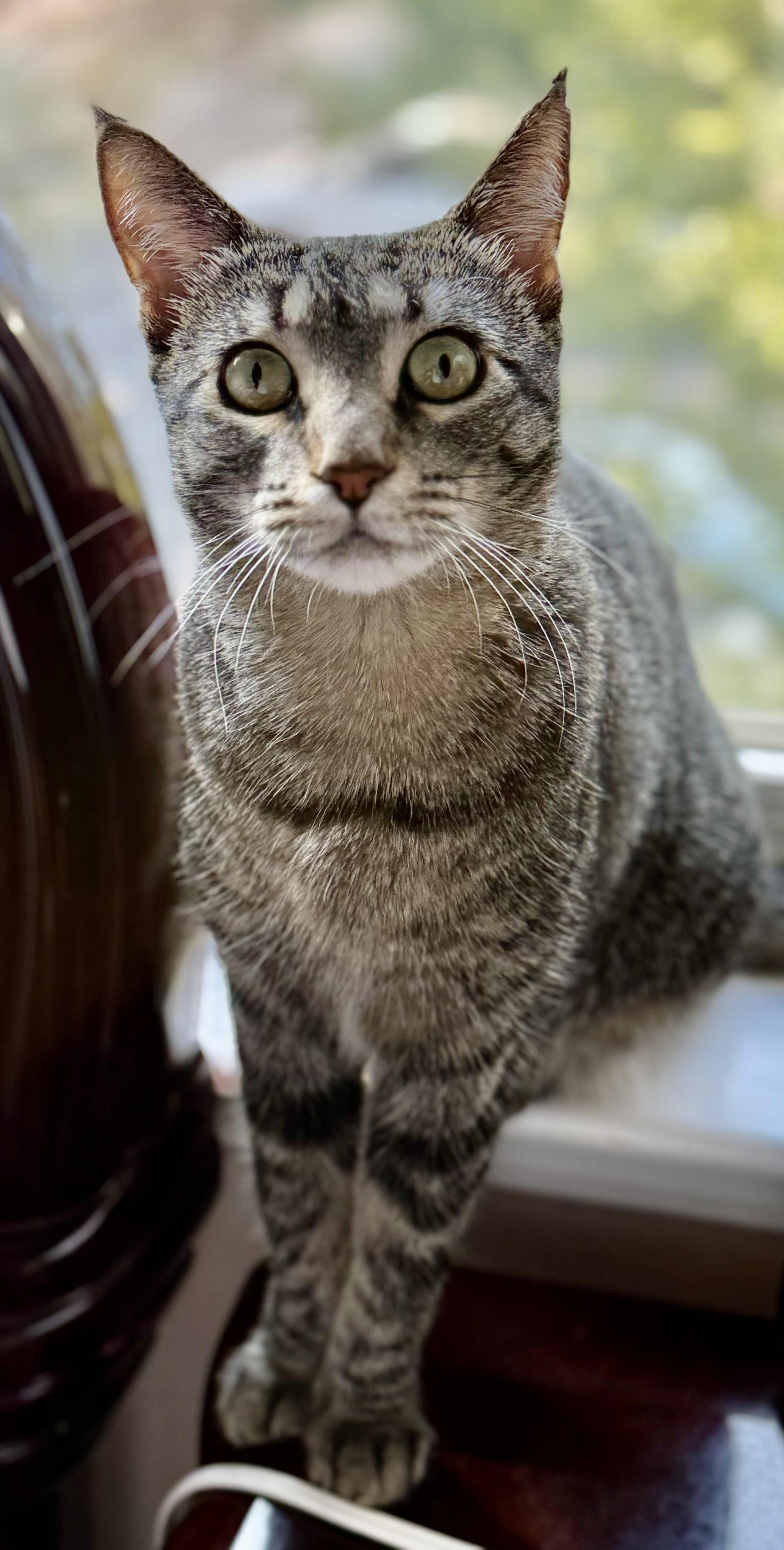 Coraline, a Adoptable Domestic Short Hair in Staten Island, NY image 1/6