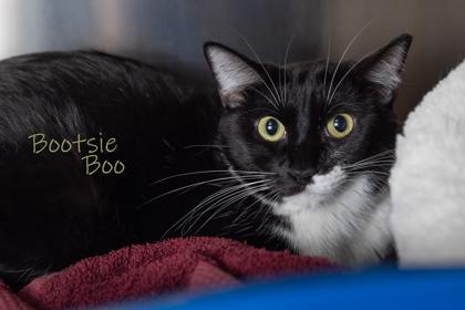 Enlarge Bootsie Boo, a Adoptable mixed breed in Scottsdale, AZ image 1/3