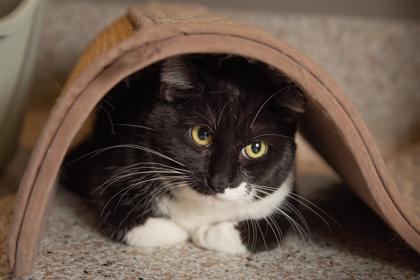 Enlarge Bootsie Boo **Bonded with Lucy Lu**SPONSORED, a Adoptable mixed breed in Scottsdale, AZ image 2/3