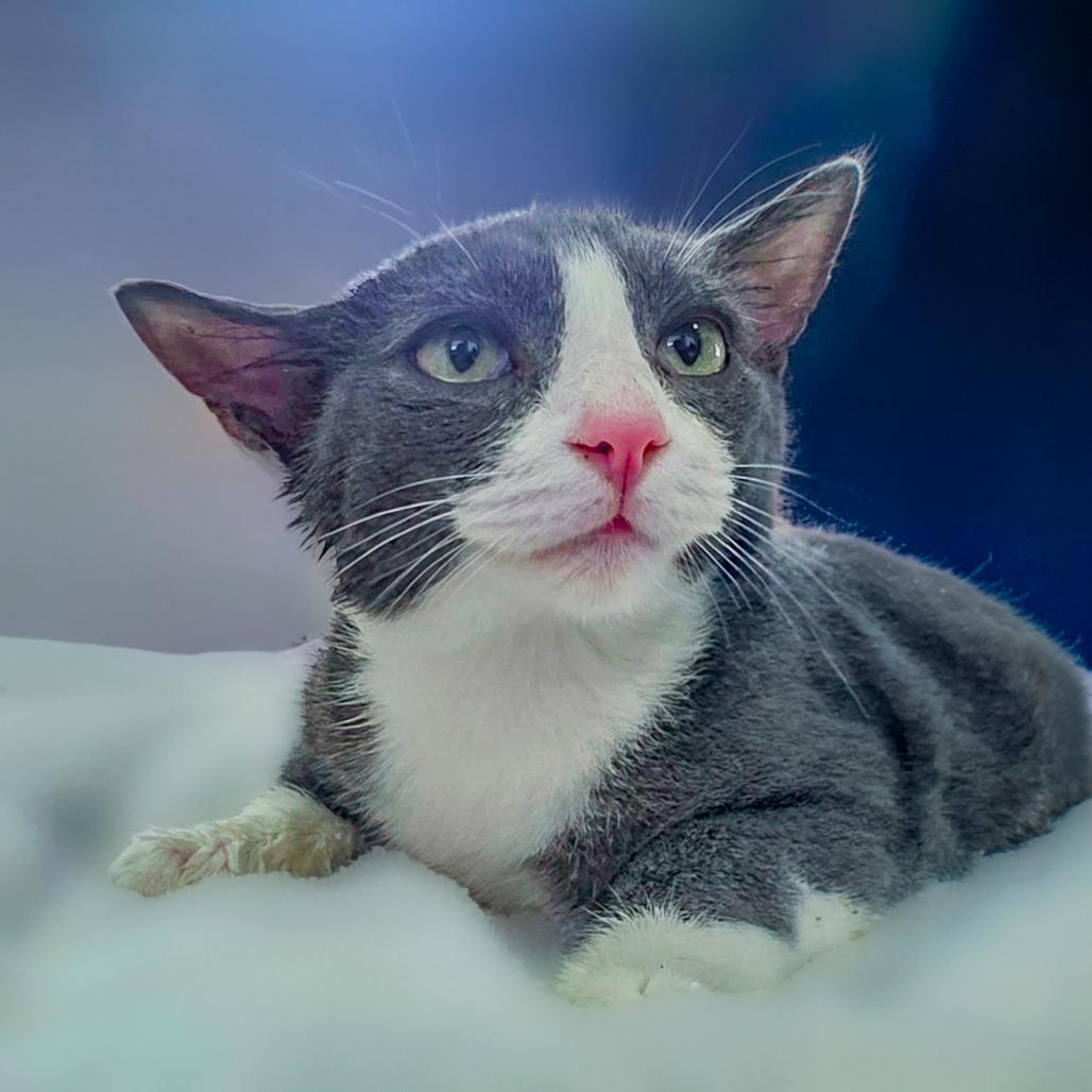 Enlarge Strauss, a Adoptable Domestic Short Hair in Chapel Hill, NC image 1/2