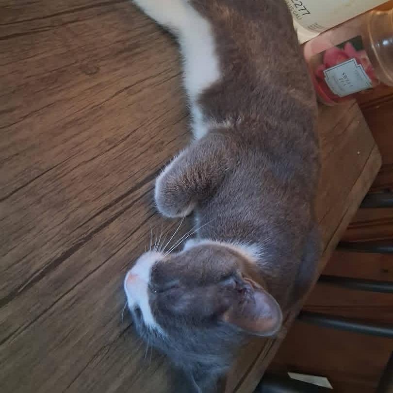 Enlarge Strauss, a Adoptable Domestic Short Hair in Chapel Hill, NC image 2/2